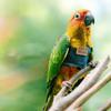 With Leash Parrot Flying Harness Cowboy Bird Walking Suit  for Parakeet Outdoor Flying Training
