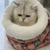 Winter Warm Pet Sleeping Bag Lamb Wool Warm Kitten Nest Drilling Hole Bedding Thickened Soft Comfortable Warm Nest Pet Cats