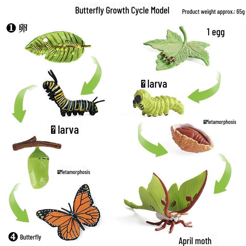 Frog Life Cycle Model Set: Tadpole to Frog Educational Toys for Kids