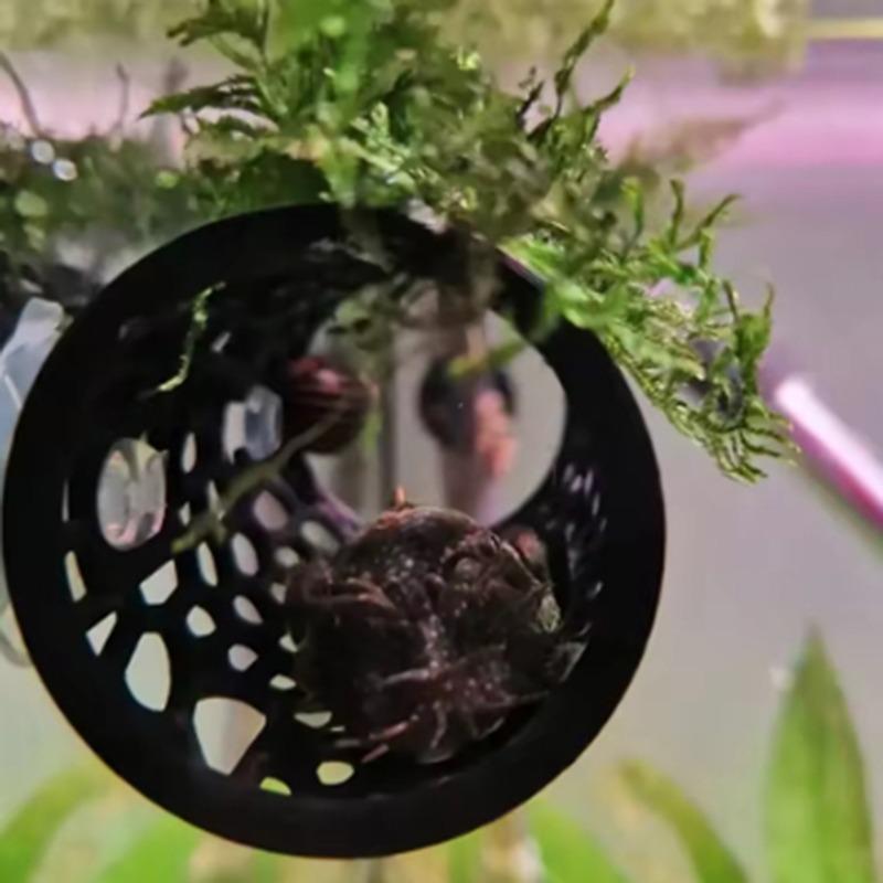 Kampffisch Ruhe-Tunnel Versteck Höhle Aquarium Dekor Zubehör Fischbecken Ornament für Kampffisch Unterschlupf Sicherer Ruheplatz & Wasserlandschaft Dekor