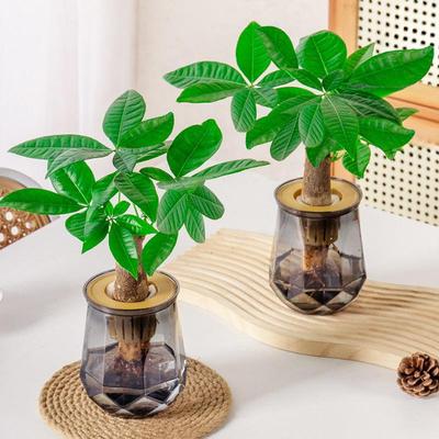 Mini Self Watering Flower Pot Fish Tank Transparent Plastic Plant Pots Self Watering Planter Pot Vase For Home Decoration