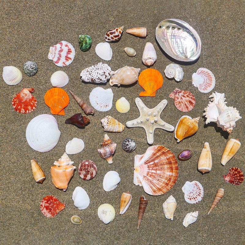 Handmade Natural Seashell Conch & Starfish Frame for DIY Fish Tank or Landscaping