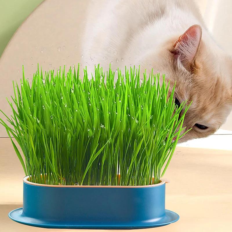 New Cat Grass Potting Lazy Man Soilless Hydroponic Planting Box Cat Grass Pot Wheat Particle Cultivation Plate Cup Set