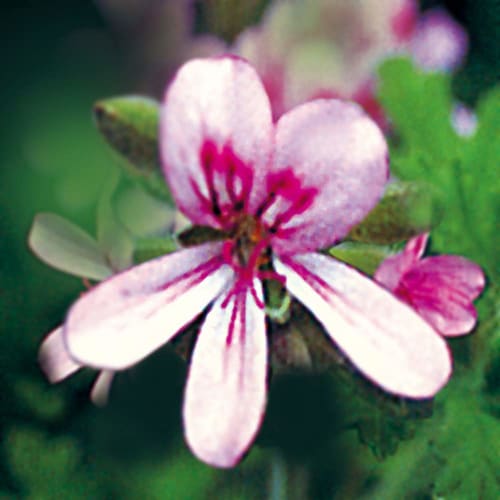 NEAL'S YARD REMEDIES Geranium & Orange Hand Cream (Other)