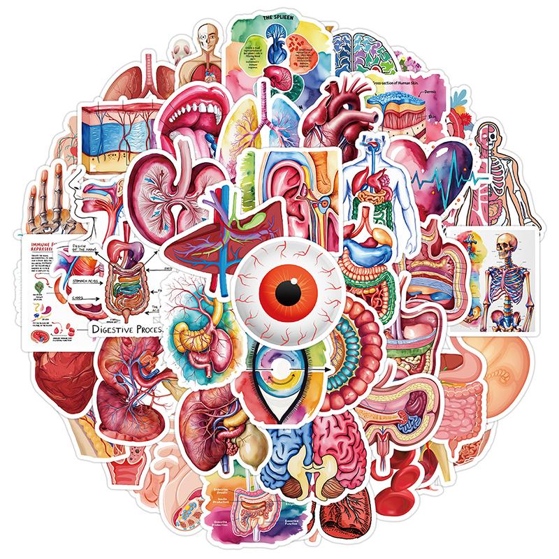 First-Class 50Pcs Premium-Quality Human High-Standard Body Top-Grade Organ Premium-Quality Stickers Top-Grade Human First-Class Anatomy
