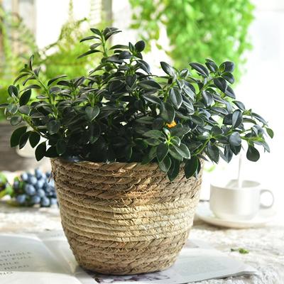 Nordische Huisplant Bloempot Cover Nat Zeewier Plantenmandjes Gras Geweven Bloemenmand en Pot