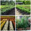 20ml Gibberellic Acid Liquid Garden Farm Backyard Plants Growing Necessary