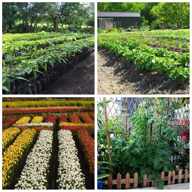 20ml Gibberellic Acid Liquid Garden Farm Backyard Plants Growing Necessary