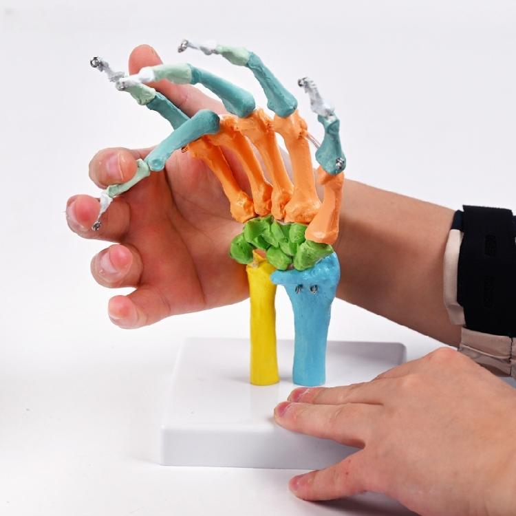 Anatomical Human Hand Bone Model with Movable Joints Color Coded Hand Bone Skeleton Model for Teaching Demonstration