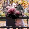 1 Stück Wolfsmuster Regenschirm Tragbarer Faltregenschirm Eisenrahmen Lochknochenstruktur Outdoor Heimregenschirm