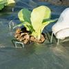 Înverzire şi amenajare – Susținere plante