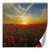 Wallpaper Poppies Meadow Nature
