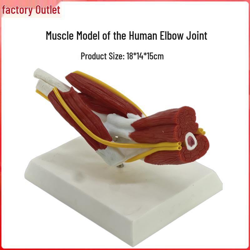 Human Elbow Joint Model with Muscles and Nerves for Orthopedic and Fitness Education