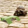 Turtle Platform for Aquarium Multi Purpose Basking Resting Climbing Area Stable Non Overturn Design Turtle Tank Decor Reptile