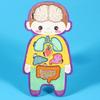 Menschliches Inneres Organ Puzzle Spiel Pädagogisch Menschlicher Körper Struktur Anatomie Puzzlebrett Kinder