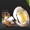 Reptiles – Terrarium pour reptiles