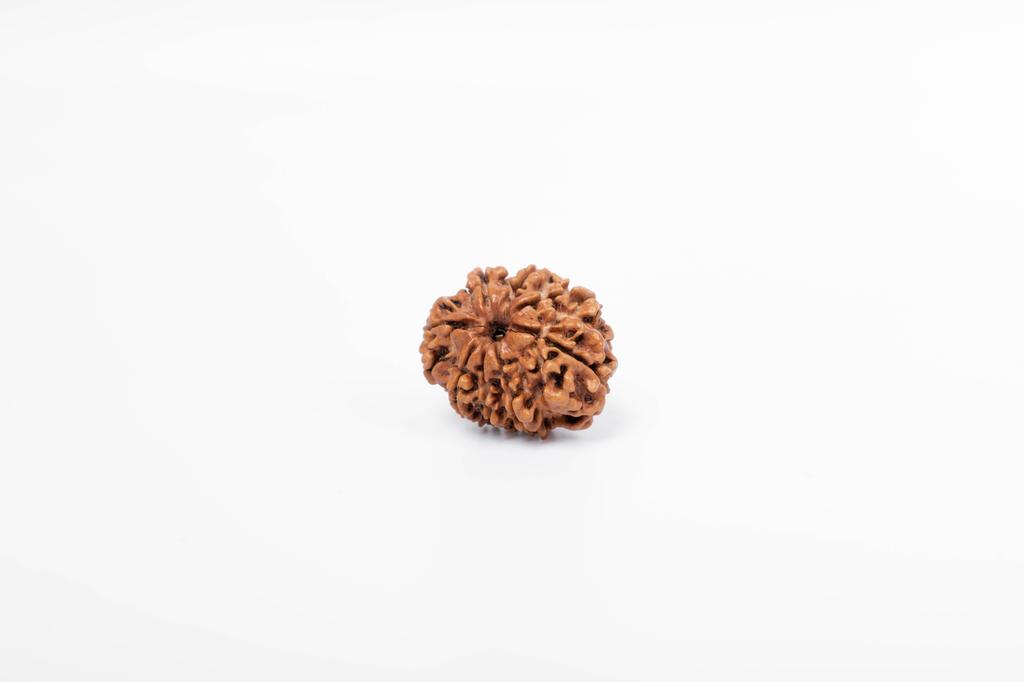 Natural 8 Mukhi Rudraksha Bead – Nepali Origin | Spiritual Bead for Obstacles Removal, Success & Protection | Organic & Lab Certified