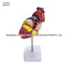 1:1 Human Heart Anatomy Model with 34 Markings, Large Color Doppler B-Ultrasound Mold for Teaching