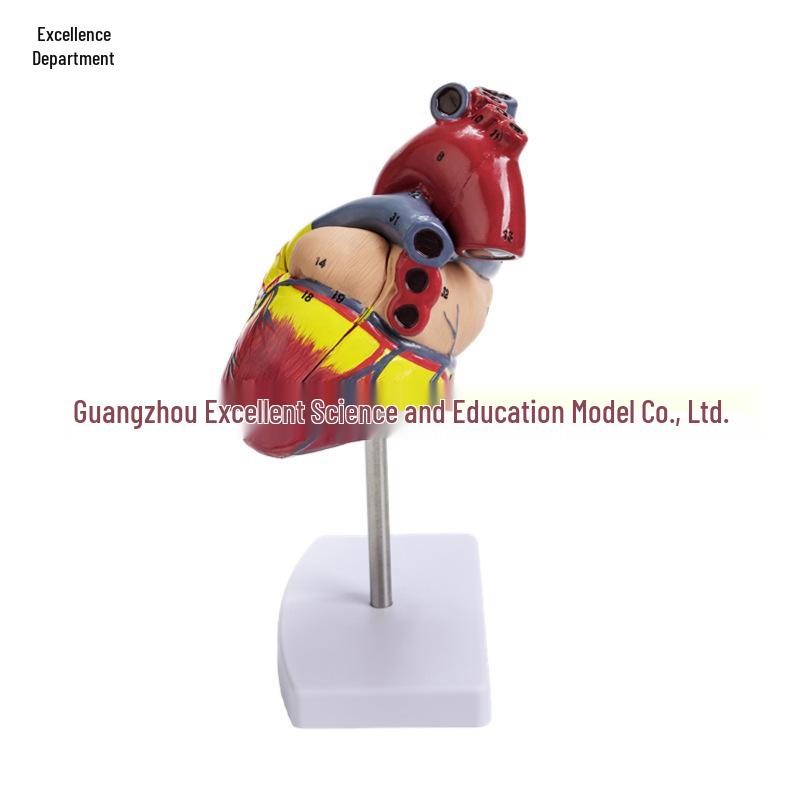 1:1 Human Heart Anatomy Model with 34 Markings, Large Color Doppler B-Ultrasound Mold for Teaching