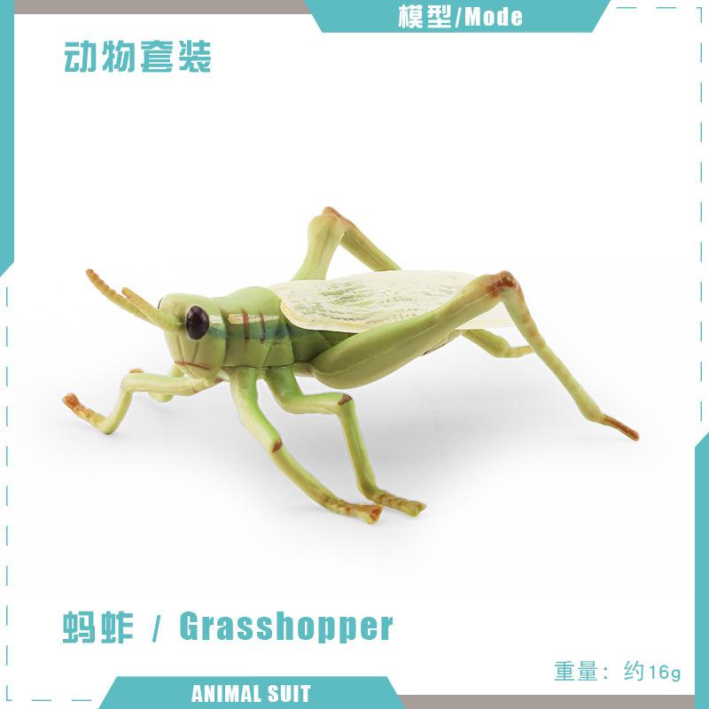 Simulated Insect Model, Liriodendron Beetle, Beetle, Triangular Dead-Leaf Frog, Reptile, Desktop Toy