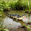Crocodile Animal Model Toy: Caiman, Gharial, Nile Crocodile, Wild Boar, Deinosuchus - Kids' Educational Ornament