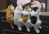 Realistic Cat Figurine, Interior Design Accessory, Soothing Gift, Cute Gift for Cat Lovers, Plush Toy (White x Black)