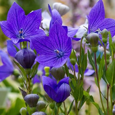 150 semi di campanula a fiore grande (Platycodon grandiflorus azul) Campana cinese