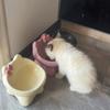 Vengo Cute Ceramic Pet Bowl