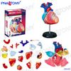 4D Human Anatomy Model: Brain, Heart, Eye, Ear, Pelvis, Knee, Muscle