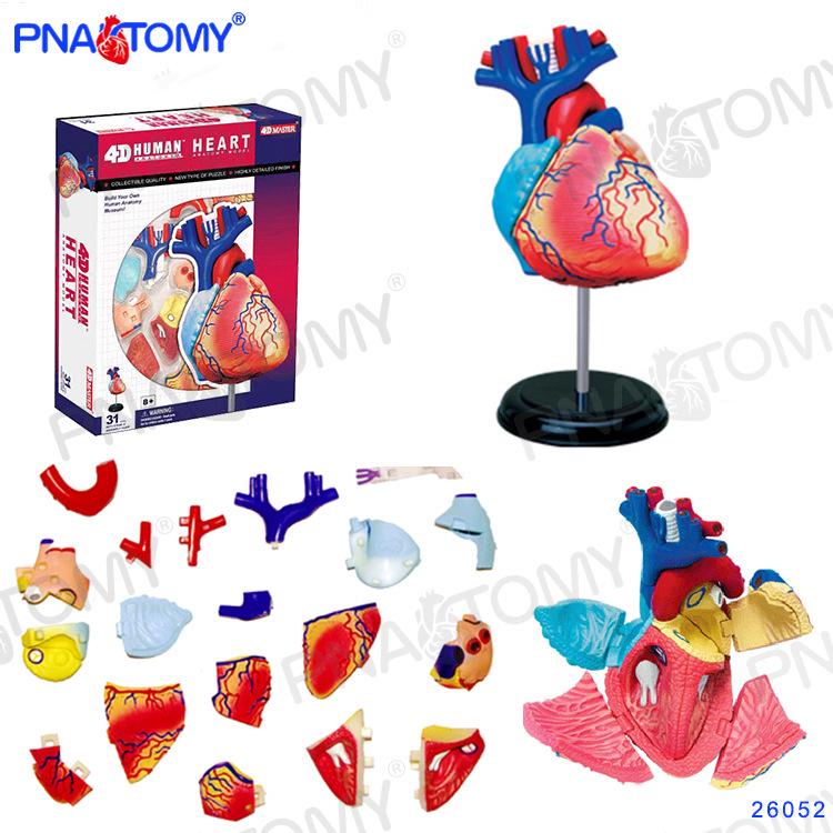 4D Human Anatomy Model: Brain, Heart, Eye, Ear, Pelvis, Knee, Muscle