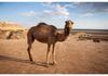 Desert Sand Camel Print Beach Towel Soft Quick Dry Bath Towel Sport Travel Camping Swim Pool Towels Microfiber Bikini Cover Up