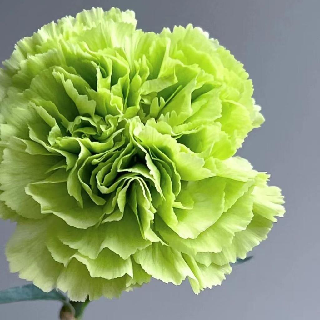 Carnation Fresh Cut Flowers for Teacher's Day, Women's Day, Family Arrangements, and Goddess Day Gifts.