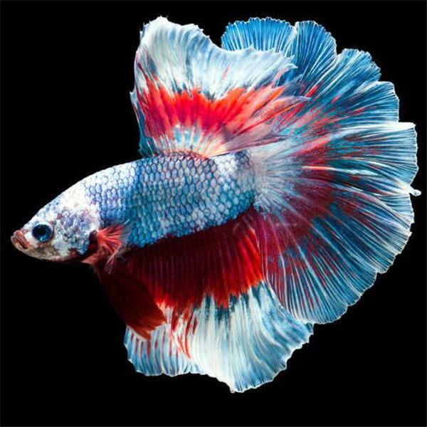 

Полный круглый алмаз вышивка рыбы алмазная живопись животных вышивка крестиком ручная работа мозаика искусство украшения дома подарки Full Round 20x20CM