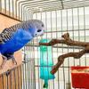Pet Standing Stick Wild Grape Wood Pole Parrot Cockatiel Parakeet Station Board Bite Claw Grinding Toy Bird Cage Accessories 5
