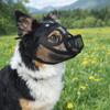 Praktischer Netz-Hundemundkorb Anti-Fressen Verstellbare Haustier-Hundemaske Atmungsaktiv Trinkbar Hund Anti-Beißen Maulkorb Outdoor-Spaziergang