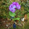 Solar Powered Garden Lights Fairy Hydrangea Light LED Outdoor Stake Lights Waterproof Decorative Tree Artificial Flower Light for Path Yard