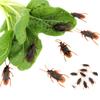 50pcs Bug Roaches Simulation Cockroach Toys Trick Cockroach Prank Toys  April Fool's Day