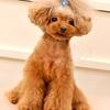 2pcs Dog Hairpin Pet Accessories Puppy Headgear Mini Hairpin Teddy Clip