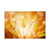 Romantic Dandelion Background Tapestry for Events,Party Banner,Home Decor,Weddings,Photo Booths
