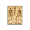 1000-piece Puzzle - Vintage Skeleton - Human Body - Adult - Beige