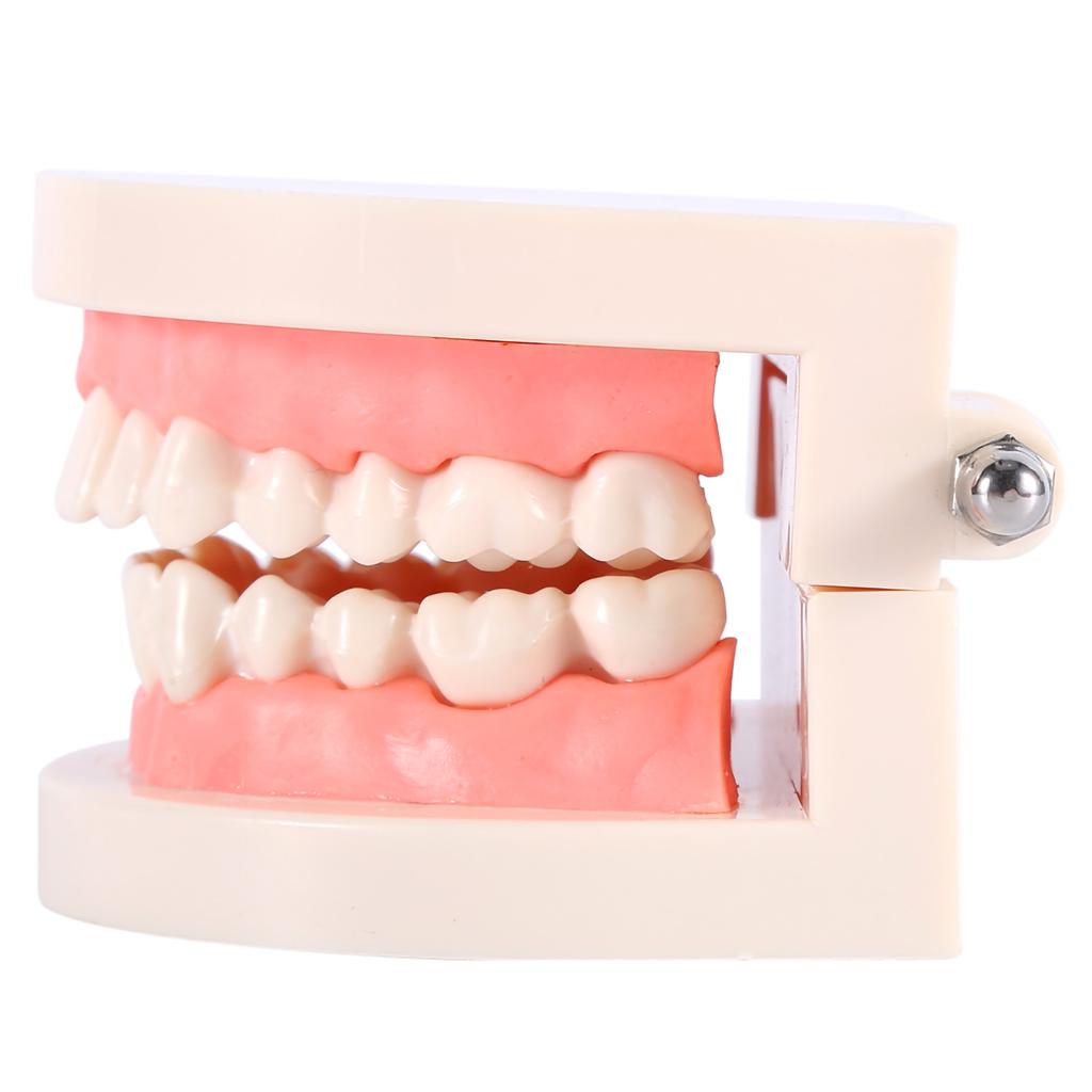 1pc PVC Dental Teaching Study Standard Model Demonstration Teach Children Brushing Teeth