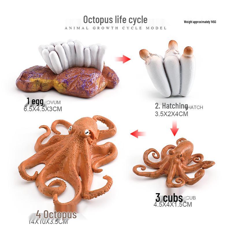 Animal Growth Cycle Models: Chicken, Duck, Goose, Butterfly, Turtle, Frog Montessori Teaching Figurines