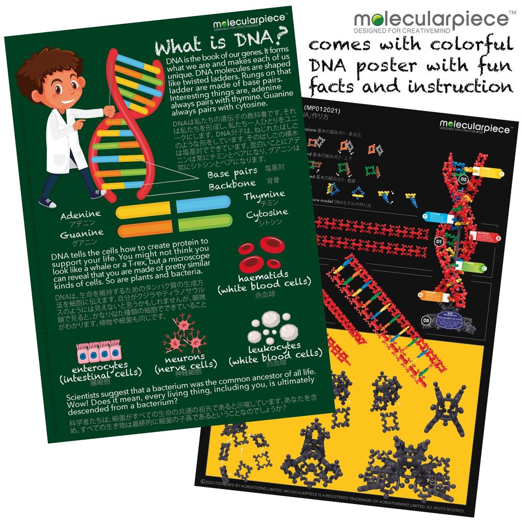 Molekularer Frieden (DNA)