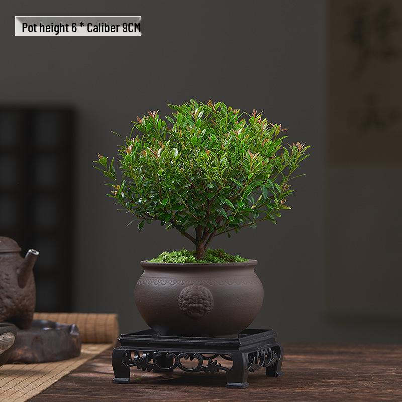 Red Leaf Bonsai Seedling - Easy Care Indoor Evergreen, Perfect for Hydroponics and Micro Landscapes