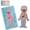 Children Wooden Human Body Organ Structure Cognition Puzzle Jigsaw Toy Educational ToysGirl Body