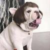 Regulable Dog Cats Wigs Soft Permeable Materials Easyly To Clean Perfect For Costume Parties Make Up