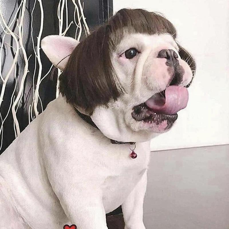 Regulable Dog Cats Wigs Soft Permeable Materials Easyly To Clean Perfect For Costume Parties Make Up