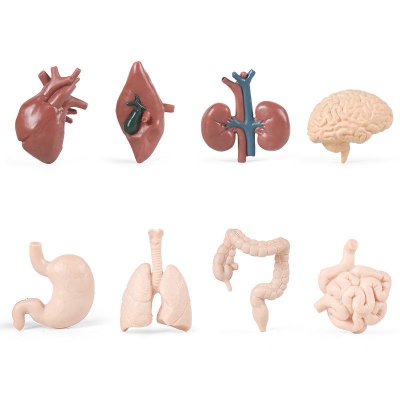 

Montessori Math Toy Simulation Building Model Human Body Instrument Vegetable Pyramid Architecture Educational Toy for Children