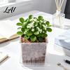 Květináč na orchideje pro Phalaenopsis Průhledný s podmiskou Čtvercový květináč Plastový s drenážními otvory Průhledný květináč Sazenice Phalaenopsis Zahradničení