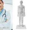Teaching Acupuncture Meridians Model Women Acupuncture Model with Base Acupuncture Needle Set